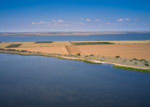Бейкуш